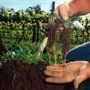 Agricoltura biodinamica secondo Steiner