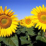 L'avatar di La Banda dei GiraSoli