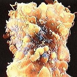 Clicca sull'immagine per ingrandirla

Nome:  fraimg5g.jpg
Visite: 1402
Dimensione:  28.5 KB