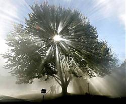 Clicca sull'immagine per ingrandirla

Nome:  ALBERO.jpg
Visite: 1555
Dimensione:  29.9 KB