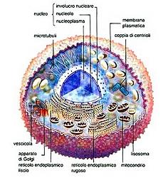 Clicca sull'immagine per ingrandirla

Nome:  Cellula.jpg
Visite: 6060
Dimensione:  42.9 KB