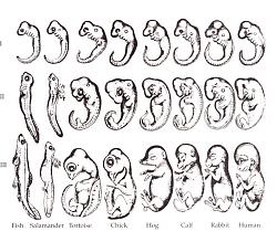 Clicca sull'immagine per ingrandirla

Nome:  Haeckel_drawings.jpg
Visite: 1589
Dimensione:  93.2 KB