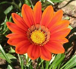 Clicca sull'immagine per ingrandirla

Nome:  fiore.JPG
Visite: 1638
Dimensione:  17.4 KB
