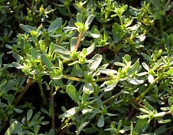Clicca sull'immagine per ingrandirla

Nome:  portulaca.JPG
Visite: 1029
Dimensione:  33.1 KB