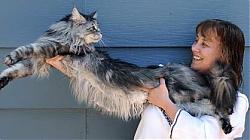 Clicca sull'immagine per ingrandirla

Nome:  gatto_lungo.jpg
Visite: 1433
Dimensione:  16.2 KB