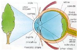 Clicca sull'immagine per ingrandirla

Nome:  occhio_sm.jpg
Visite: 796
Dimensione:  29.3 KB
