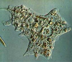 Clicca sull'immagine per ingrandirla

Nome:  Ameba.jpg
Visite: 10866
Dimensione:  16.7 KB