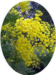 Clicca sull'immagine per ingrandirla

Nome:  mimosa.jpg
Visite: 1003
Dimensione:  44.7 KB