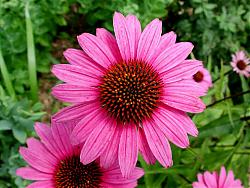 Clicca sull'immagine per ingrandirla
Nome: echinacea-rosacea.jpg
Visite: 825
Dimensione: 58.8 KB